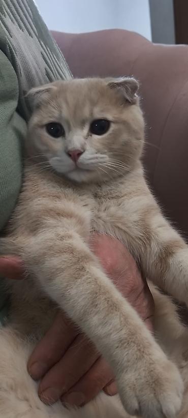 Pişiklər: Şotland — 1