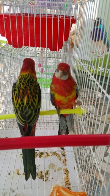Птицы: Попугаи волнистые at lalafo.kg — 8 Птицы: Попугаи волнистые — 8