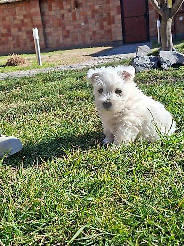 Psi: Zapadno škotskog belog terijera "W E S T I " stari 2 meseca — 7