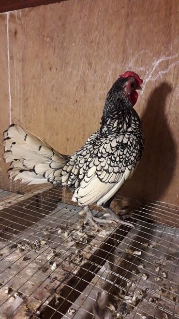 стрижка собак на дому недорого: Zibrayt xoruz 25 manat