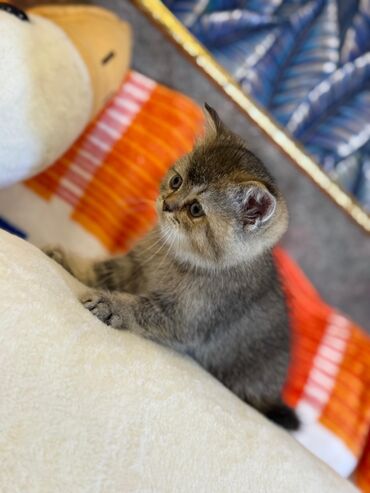 Pişiklər: Şotland yastı qulaq, Erkək, Dişi, Yaxşı əllərə, Ünvandan götürmə, Pulsuz çatdırılma, Ödənişli çatdırılma — 224