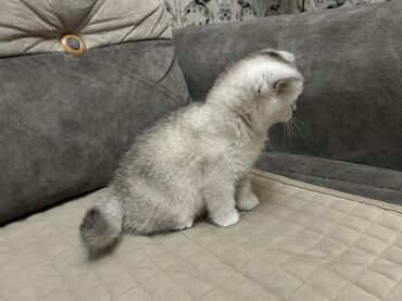 Pişiklər: Şinşilla, Dişi, Ünvandan götürmə — 1