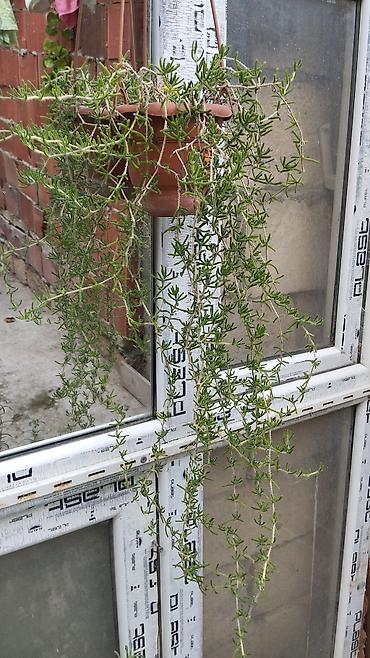 çilədağı bitkisi qiyməti: Satılır: dekorativ saksı bitkiləri dəsti - Schefflera arboricola — 8