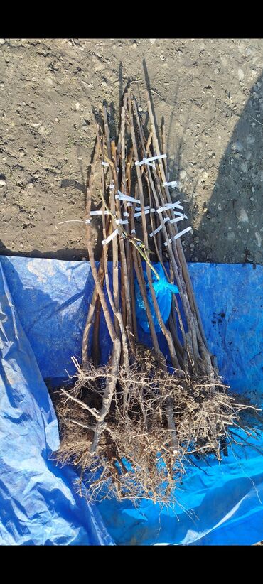 Tinglər: Məhsul: Şaftalı və nektarin tingləri, həmçinin məhsul nümunələri - — 8