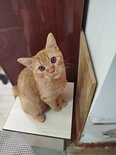 скотский рынок: Скотиш Страйт (Шотландская прямоухая), 6 месяцев, Мальчик, Рыжий, Приучена к лотку, Проглистована — 7