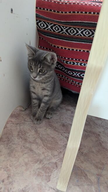 домашние ёжики: Домашний котенок в добрые заботливые руки, мальчик, 2 месяца чистый