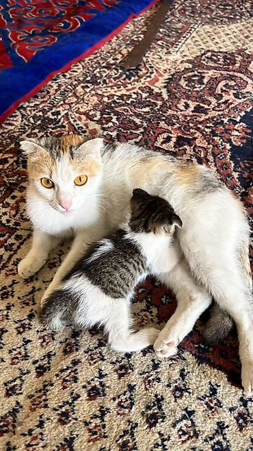 кошки маин кун: Котята от домашней кошки вислоухие все На выбор окрасы: - черный — 2