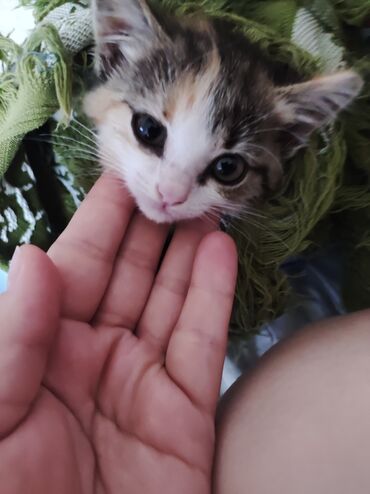 кот сиамский: Срочно в добрые руки отдам котенка девочка спокойная ласковая красивая