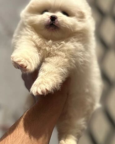 pomeranian spitz satisi: Şpitz, 2 ay, Erkek, Sənədli, Pulsuz çatdırılma