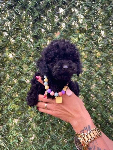 Psi: Odgajivacnica pasa “Happy Puppies” ima u ponudi stence toy i mini — 9
