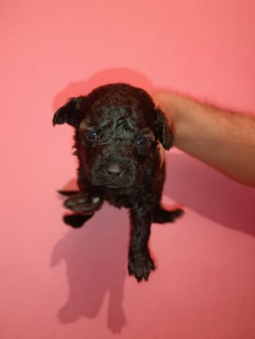 Digər kənd təsərrüfatı heyvanları: Pudel balaları satılır. iki həftəlikdililər. 1 ay yarımında götürə — 9