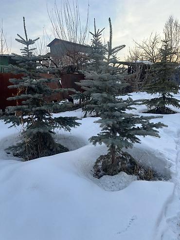 Декоративные деревья: Саженцы деревьев: Ели — 1