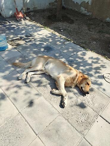 golden it cinsi: Retriever, 8 ay, Erkək, Peyvəndli — 3