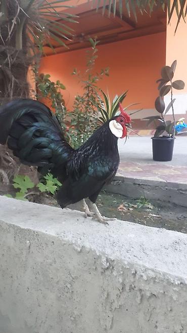yerli kecilər: Minorka 1 xoruz 2 Yumurtayan Fərə. Cəm 140 Manat. BARTER VƏ YUMURTA — 2