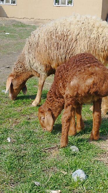 Баран, овца: Продаю | Овца (самка) | Для разведения | Матка — 10