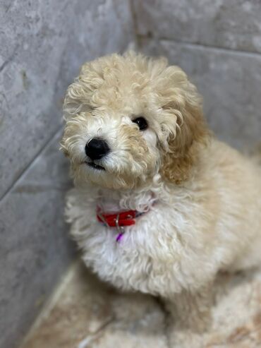 golden retriever satilir: Pudel, 7 ay, Erkek, Peyvəndli, Ünvandan götürmə