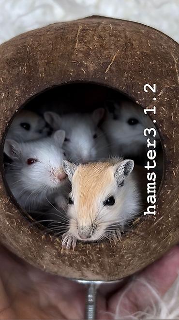 Хомяки: Продаются РУЧНЫЕ песчанки. От них НЕТ ЗАПАХА, как от хомячков и крыс — 6