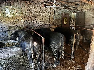 Коровы, быки: Продаю | Бык (самец) | На откорм | Привязанные — 7