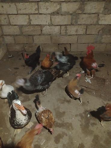 avçarka satışı: Salam iki dene fere indusqa satlir tek satilmir.qiymet iksini aitdi — 1