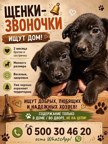 бишкек собака: Ит бекер берилет: 3 айлык, Эркек, Эмделген — 1