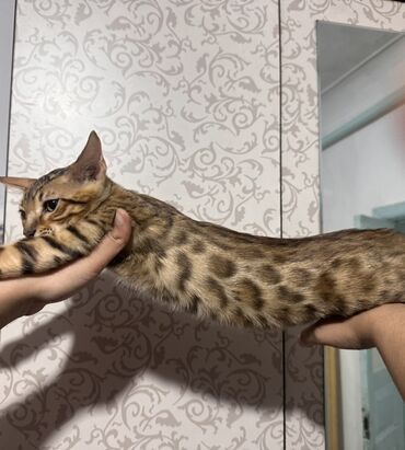 экзотическая кошка цена: Бенгальская, 3 месяца, Девочка, Приучена к лотку, Проглистована, С прививками