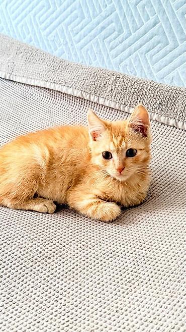 ххх девочка: Отдаю даром котёнка,не игрушка для детей и для взрослых с дальнейшем — 1