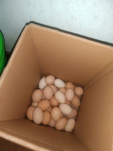 яйца домашние: Домашний Тукум 
 20 сомдон