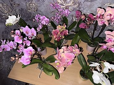 Орхидеи: Орхидея оптом и в розницу принимаем корпоративные заказы !!! Г at lalafo.kg — 7 Орхидеи: Орхидея оптом и в розницу принимаем корпоративные заказы !!! Г — 7