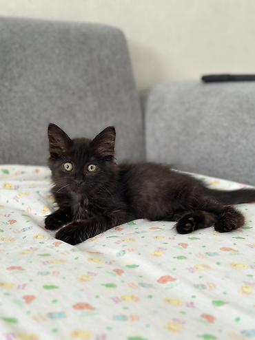 кошку: Кошка даром: Беспородная, 2 месяца, Мальчик, Приучена к лотку — 2
