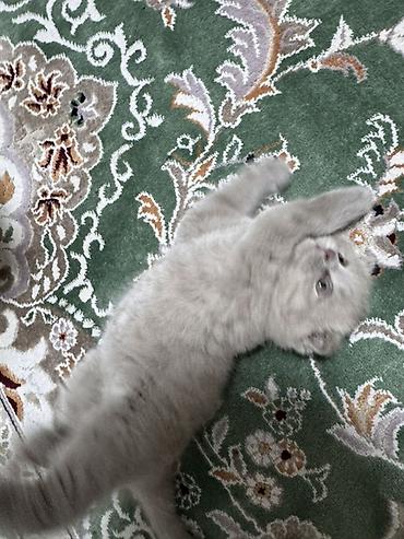 кошка манас: Скотиш Фолд (Шотландская вислоухая), 1 месяц, Мальчик, Серый — 4