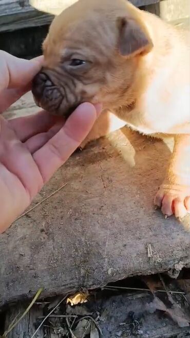 İtlər: Pitbul, 1 ay, Erkek, Peyvəndli, Pulsuz çatdırılma — 13