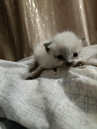 Находка и пропажа кошек: СРОЧНО!!! Нужна помощь! Ищем кормящую маму срочно. Найдёныш мальчик — 1