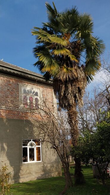 Ağaclar: Məhsul: Xurma/palma ağacı (Trachycarpus fortunei – küləyə və soyuğa — 12