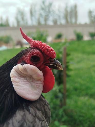 qarğa balası satılır: Minorka ag qulaq yumurtası satılır yalnız — 9