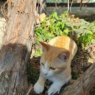 Другие животные: Рыжий КОТик🐱 
возраст 4 месяца 
ИЩЕТ СВОЮ СЕМЬЮ 🤗 — 2