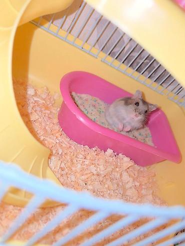 мейн кун: Cücərəndirilmiş xırda heyvan – hamster (cüce/djungar tipli) — 3