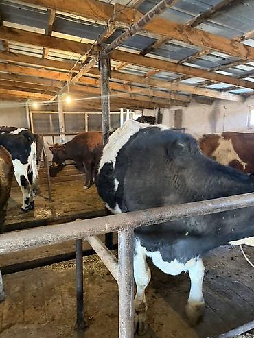 Коровы, быки: Продаю | Тёлка | Искусственник — 8