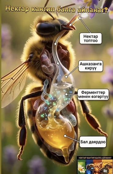 корзина с фруктами бишкек: Натуральный пчелиный мёд нового урожая. - Ароматный, густой, с — 3