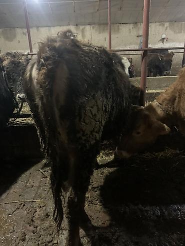 Коровы, быки: Продаю | Корова (самка) | Для молока | Привязанные — 4