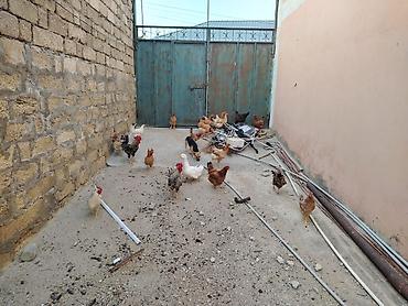qus: Toyuqlar saglamdi masallah qəsəngdiler yumurtalayirlar — 5