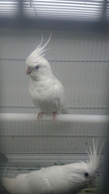 Tutuquşları: Yanaqsız karellalar cüt 250 - 370 azn — 10