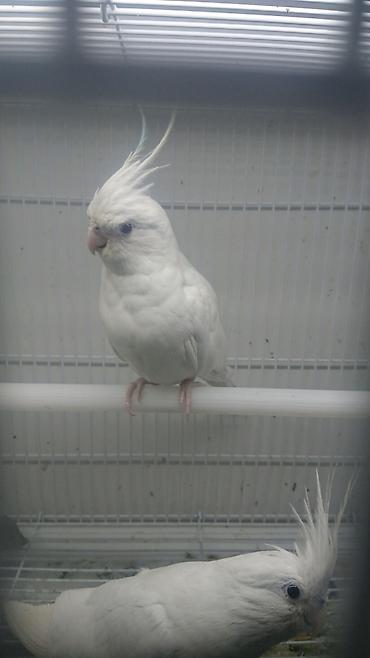 Tutuquşları: Bir ədədi -100-azn 150 azn aq rəydə olanlar qiymət fərqli hazır -da lalafo.az — 7 Tutuquşları: Bir ədədi -100-azn 150 azn aq rəydə olanlar qiymət fərqli hazır — 7