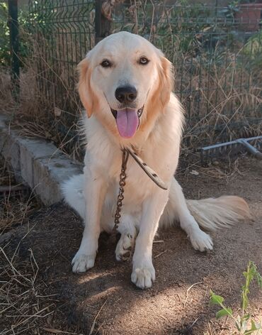 quba itler: Retriever, 7 ay, Erkek, Peyvəndli