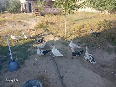 Musk ördəkləri – qarışıq rənglərdə (ağ, qara-ağ, boz-ağ). Həyət