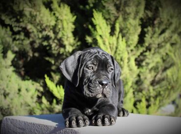 İtlər: Kane-Korso, 3 ay, Erkek, Sənədli — 5