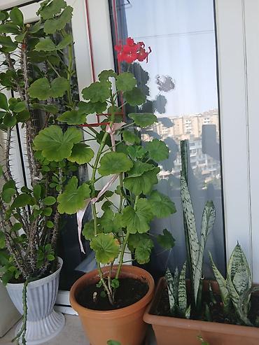 ətirşah bitkisi: Qırmızı çiçəkli sardunya (Pelargonium) – dibçəkdə - Bitki növü — 1