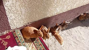 Кролики: Продаю | Кролик самец — 8