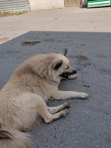 balaca ag itlər: 3 il, Erkək — 2