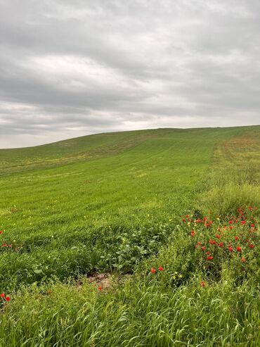 чабанский дом: 70 соток, Для бизнеса, Договор купли-продажи