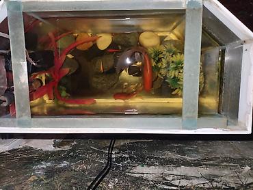 Аквариумы: Akvarium dəsti satılır. Dəstə şəkildə görünən akvarium və onun üçün — 3